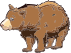 Grizzly male