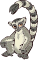 Lemur female