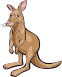 Kangaroo male