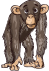 Chimpanzee male