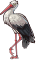 Stork male