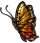 Butterfly male