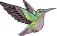 Green-crowned Hummingbird male