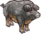 Mangalica male