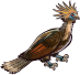 Hoatzin male