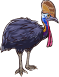 Southern cassowary male