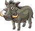 Warthog male