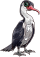 Cormorant male