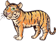 Tiger male